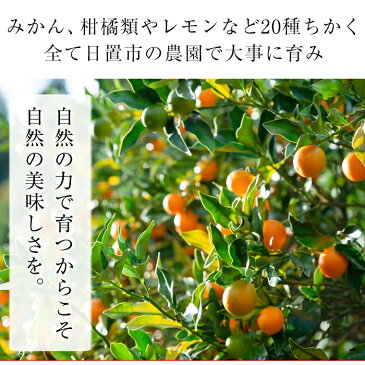 【ふるさと納税】【数量限定】柑橘の甘夏(あまなつ)(6kg)初夏の香り甘さ!爽やかなミカン!【つとむじぃグレープの森】