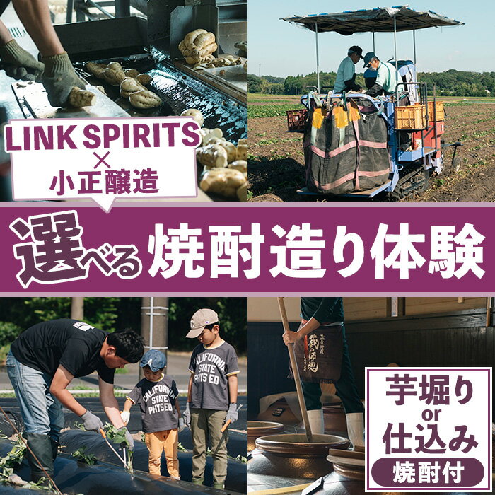 【ふるさと納税】＜選べる体験！＞芋堀り or 焼酎仕込み(1寄附につき焼酎1本付き) 体験型返礼品 体験 体験型 芋堀り 仕込み 麹づくり 蒸留 焼酎 シルクスイート 小正醸造 リンクスピリッツ LINK SPIRITS【LINK SPIRITS株式会社】