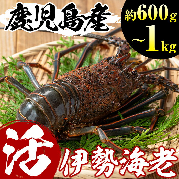 ڤդ뤵Ǽǡ٤롪縩ŷϷ(600g1kg)  彣 縩   Ϸ   ŷ...