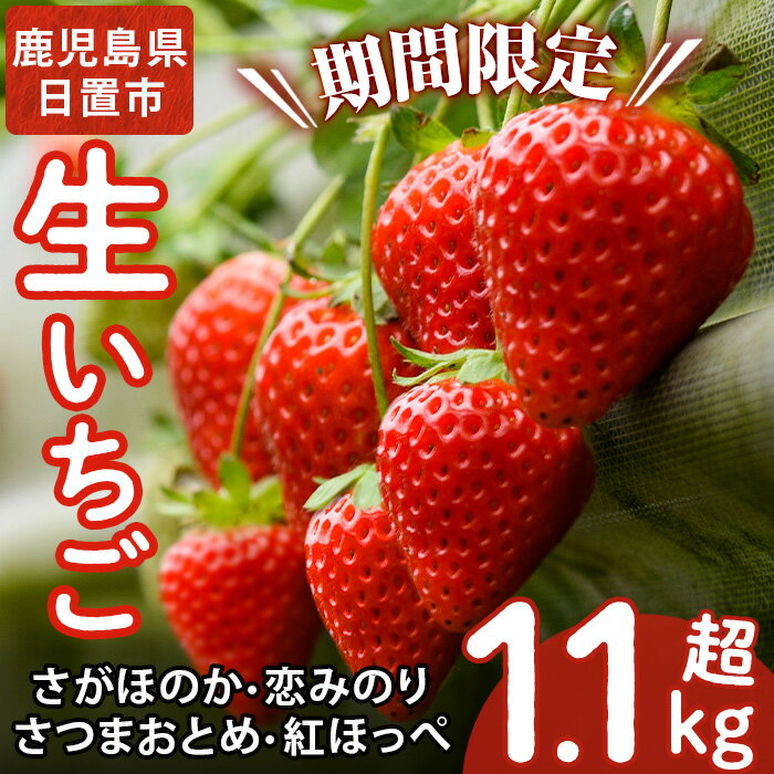 【ふるさと納税】 《先行予約受付中！》 鹿児島県産生いちご「さがほのか・恋みのり・さつまおとめ・紅ほっぺ」からお届け！(合計1.1kg超・280g×2P×2箱) 国産 九州産 苺 イチゴ フルーツ 果物 果実【片平観光農園】