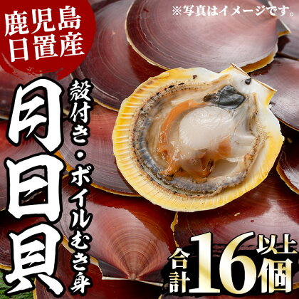 《期間・数量限定！》江口浜の月日貝セット！殻付き(6枚入×1P)・ボイルむき身(5～6個×2P) 鹿児島 貝 つきひがい ツキヒガイ 魚介 国産 フライ 天ぷら バター焼き【江口漁業協同組合】