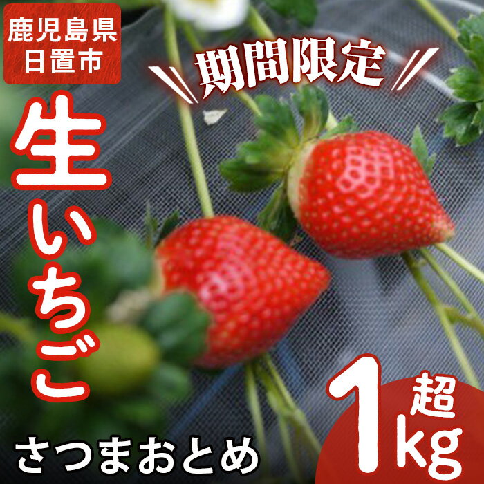 鹿児島県産生いちご、さつまおとめ(計1kg超・2P×2箱) 国産 九州産 苺 イチゴ フルーツ 果物 果実[片平観光農園]