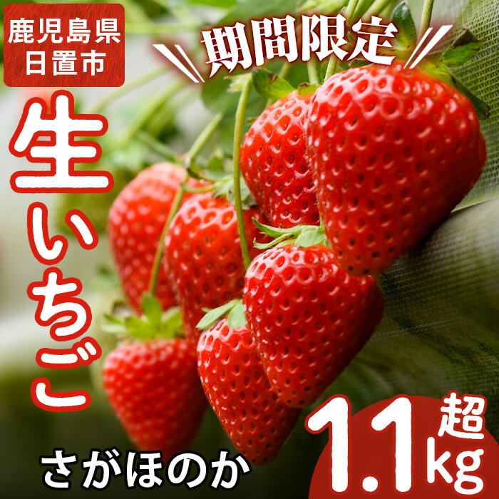 [先行予約受付中!] 鹿児島県産生いちご、さがほのか(計約1.1kg・2P×2箱) 国産 九州産 苺 イチゴ 減農薬 フルーツ 果物 果実[片平観光農園]