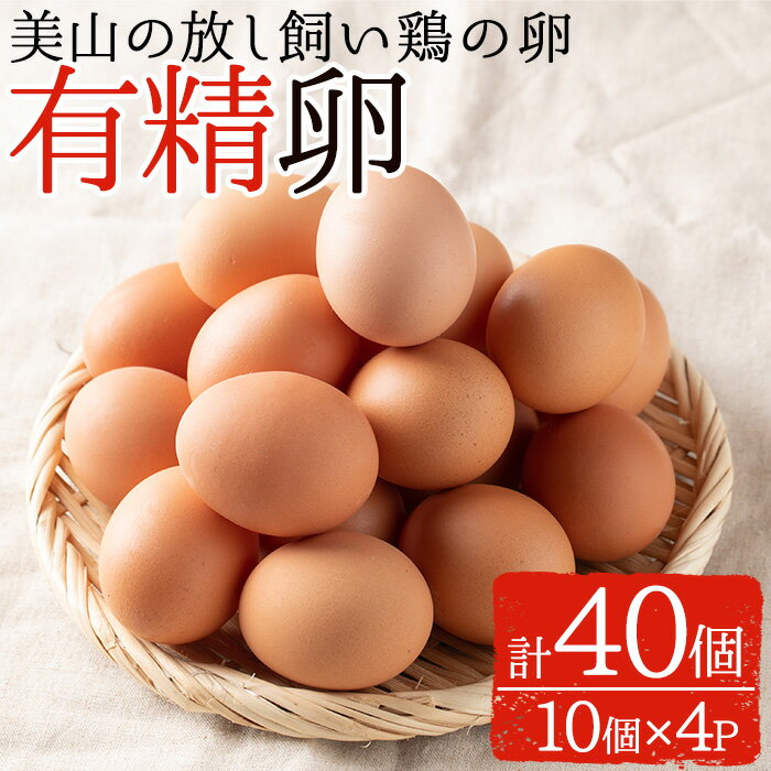 【ふるさと納税】鹿児島県産有精卵(計40個・10個入×4P)放し飼い鶏のたまご！【美山たまご王国】