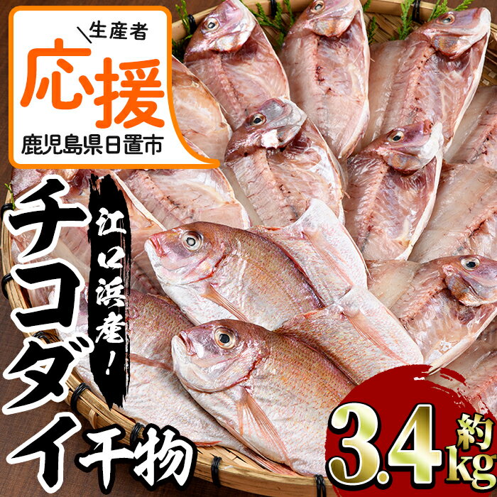 【ふるさと納税】＜生産者応援！特別支援品＞＜楽天限定！＞チコダイの干物(3.4kg)チコ鯛は見た目は真鯛によく似ていますが、真鯛よりみずみずしく身が和らいのが特徴！【江口漁業協同組合】