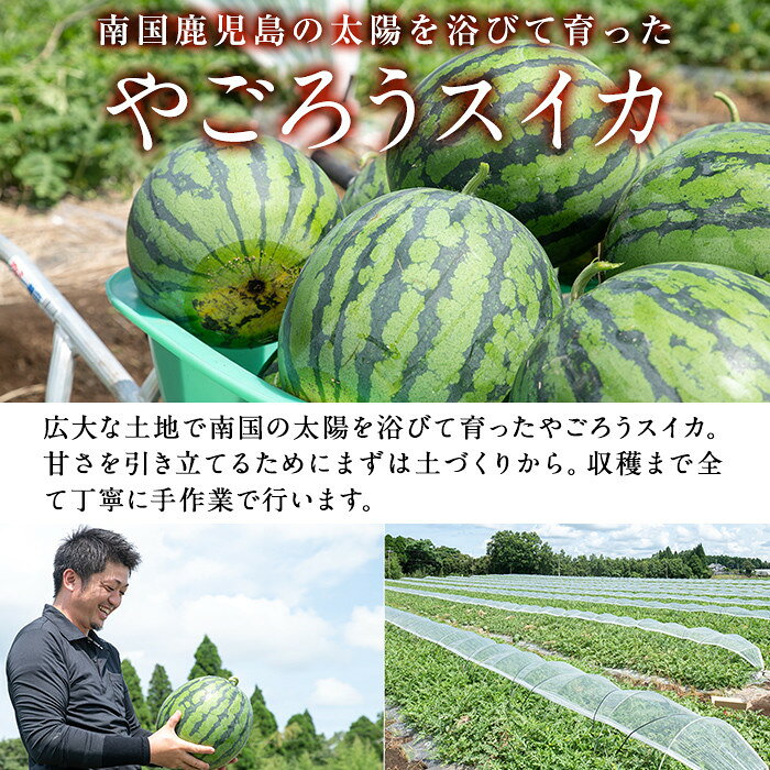 【ふるさと納税】＜2026年7月中旬以降発送予定＞＜選べる内容量＞やごろうスイカ(1〜2個・L玉 1個6kg以上) すいか スイカ 西瓜 鹿児島県産 フルーツ 果物 ギフト 贈り物 プレゼント【曽於市観光協会】