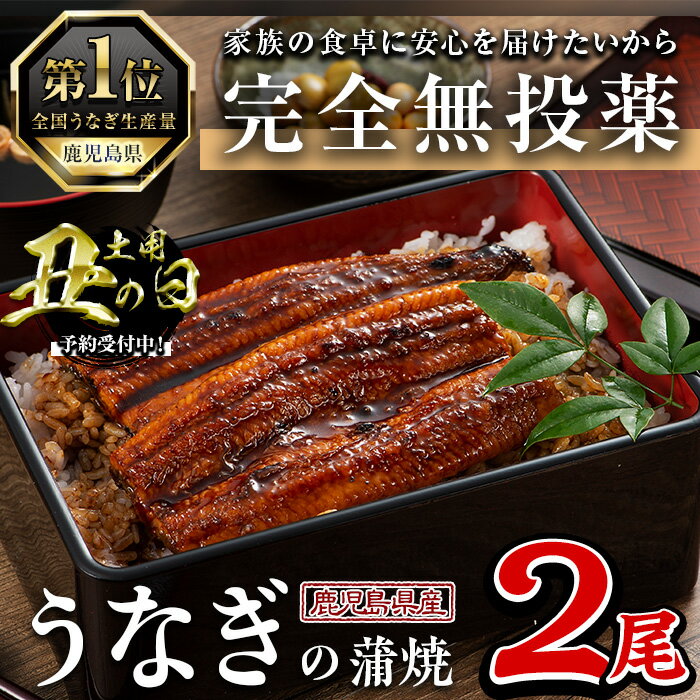 [丑の日先行予約受付中!]鹿児島県産うなぎ蒲焼 (1尾あたり136g〜155g×2尾、タレ・山椒付き) 鰻 ウナギ うな重 ひつまぶし かばやき 九州産 国産 冷凍 [西日本養鰻]