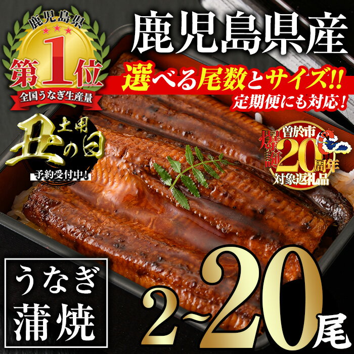 【ふるさと納税】【限定企画実施中！】＜サイズ・尾数・配送回数が選べる！＞無投薬！鹿児島県産うなぎ蒲焼セット(計280g以上〜計2.4kg以上 / 定期便 全3回 計840g以上・140g以上×2尾×3回) タレ・山椒付き 鰻 うなぎ 蒲焼 うな重 ひつまぶし ご褒美【西日本養鰻】