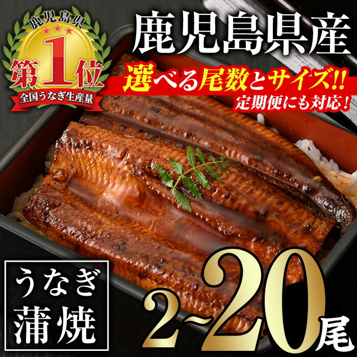 【ふるさと納税】＜サイズ・尾数・配送回数が選べる！＞無投薬！鹿児島県産うなぎ蒲焼セット(計280g以上〜計2.4kg以上 / 定期便 全3回 計840g以上・140g以上×2尾×3回) タレ・山椒付き 鰻 うなぎ 蒲焼 うな重 ひつまぶし ご褒美【西日本養鰻】