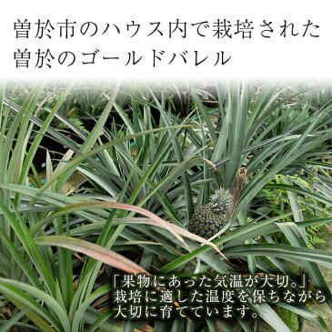 【ふるさと納税】鹿児島県曽於市産!最高のパイナップル!ゴールドバレル(パイナップル)2個【大徳産業】