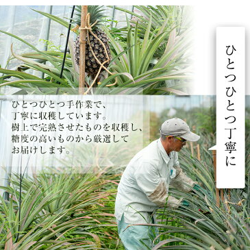【ふるさと納税】鹿児島県曽於市産!最高のパイナップル!ゴールドバレル(パイナップル)2個【大徳産業】