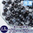 ＜先行予約受付中！2024年7月以降順次発送予定＞霧島市産ブルーベリー1.3kg(冷凍) 霧島市産 ブルーベリー 冷凍 新鮮 フルーツ