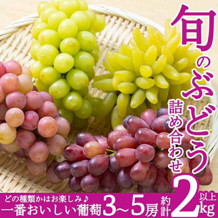 【ふるさと納税】＜期間限定！2023年8月中旬～9月中旬の間に発送予定＞旬のぶどう詰め合わせ3〜5房(約2kg以上)シャインマスカット 瀬戸ジャイアンツ 葡萄 ブドウ 国産 フルーツ 果物 くだもの 秋 旬 フルーツ先行予約 先行予約 期間限定【さくら農園】のサムネイル