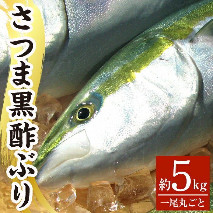 さつま黒酢ぶり(下処理なし・一尾 約5kg)霧島市 国産 魚 鰤 ブリ ぶり 養殖 海鮮 刺身 煮物 冷蔵 [かごジン]