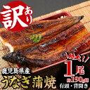 【ふるさと納税】<訳あり・規格外>国産うなぎ(鹿児島県産うなぎ)蒲焼(特大サイズ1尾・約190g超) タレ付き 国産 国産魚 九州産 鹿児島県産 魚 魚介 鰻 ...