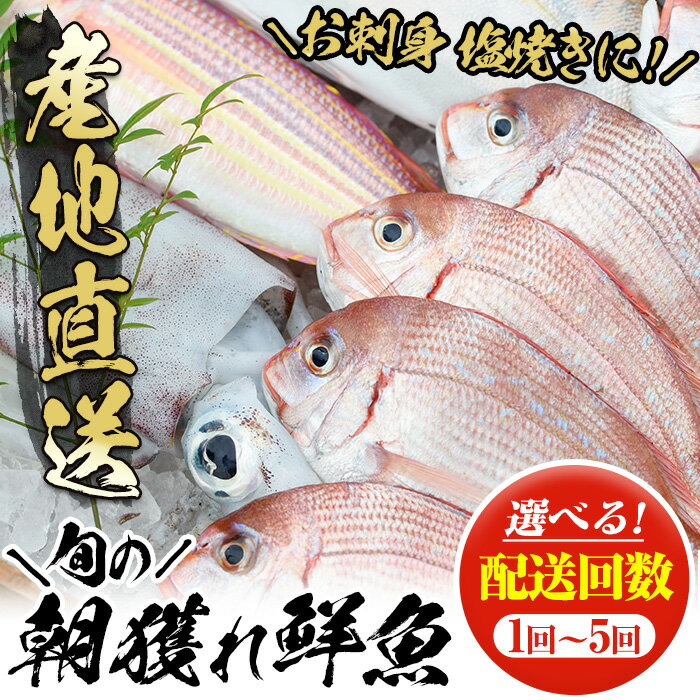 【ふるさと納税】《配送回数選べる》朝獲れ鮮魚の詰め合わせセット(1~5回) 鹿児島県いちき串木野より海鮮を産地直送！ 冷蔵 魚種 お任..