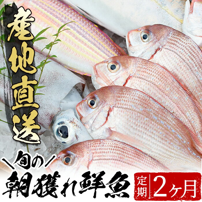 旬の朝獲れ鮮魚コース 2ヵ月定期便!その日獲れたての鮮魚や活魚!漁協だからできる産地直送の定期便[えびす市場]