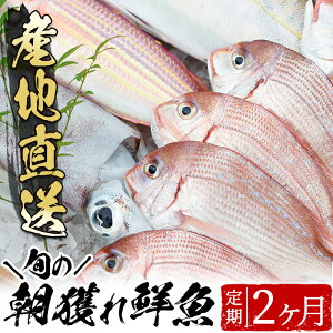 【ふるさと納税】旬の朝獲れ鮮魚コース 2ヵ月定期便！その日獲れたての鮮魚や活魚！漁協だからできる産地直送の定期便【えびす市場】