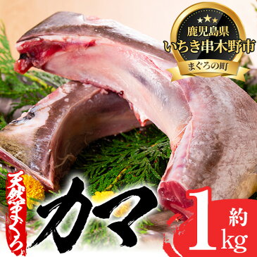 【ふるさと納税】キハダマグロ(もしくはメバチマグロ)のカマ約1kg！炙り焼きや煮物におすすめ【海鮮まぐろ家】