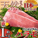 【ふるさと納税】キハダマグロのハラモ約1kg!軽く炙って刺身