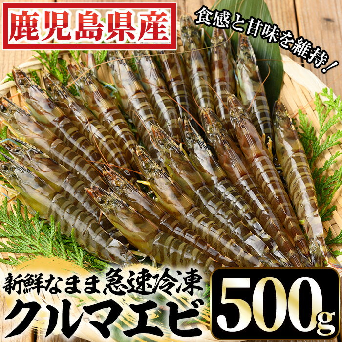 冷凍クルマエビ計500g(25g×10尾×2袋) 国産 九州産 鹿児島 特産品 特産 車海老 くるまえび 活き車えび 車えび 海鮮 魚介[ヒガシマル]