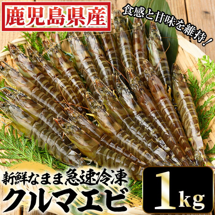 【ふるさと納税】冷凍クルマエビ計1kg(25g×10尾×4袋) 国産 九州産 鹿児島 特産品 特産 車海老 くるま...