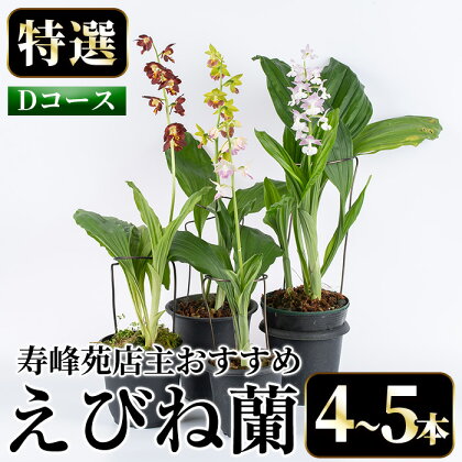 ＜数量限定＞寿峰苑特選えびね蘭(Dコース)店主のおすすめのえびね蘭の苗を4～5本お届けいたします！【寿峰苑】