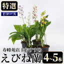 【ふるさと納税】<数量限定>寿峰苑特選えびね蘭(Eコース)店主のおすすめのえびね蘭の苗を4〜5本お届けいたします!【寿峰苑】
