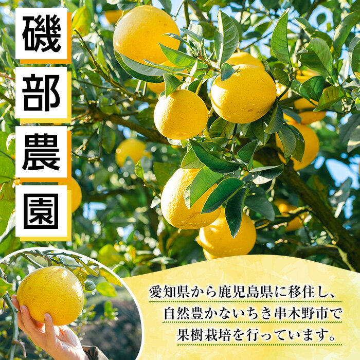 【ふるさと納税】＜先行予約受付中！＞《期間・数量限定》サワーポメロ (約8kg・12～22玉) 国産 鹿児島県産 果物 柑橘 サワーポメロ 大橘 文旦 パール柑 土佐文旦 旬 フルーツ 果実 冬季 常温 箱 【磯部農園】
