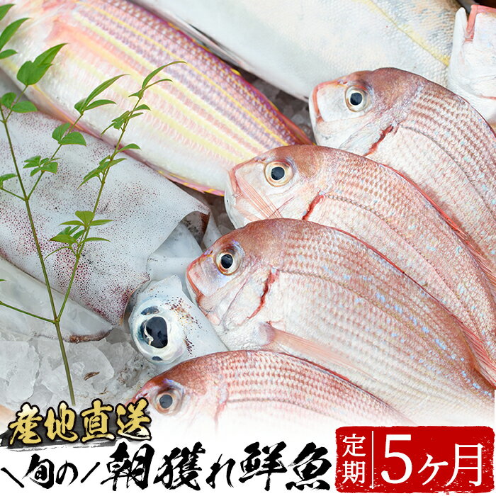 【ふるさと納税】旬の朝獲れ鮮魚コース 5ヵ月定期便！その日獲れたての鮮魚や活魚！漁協だからできる産地直送の定期便【えびす市場】