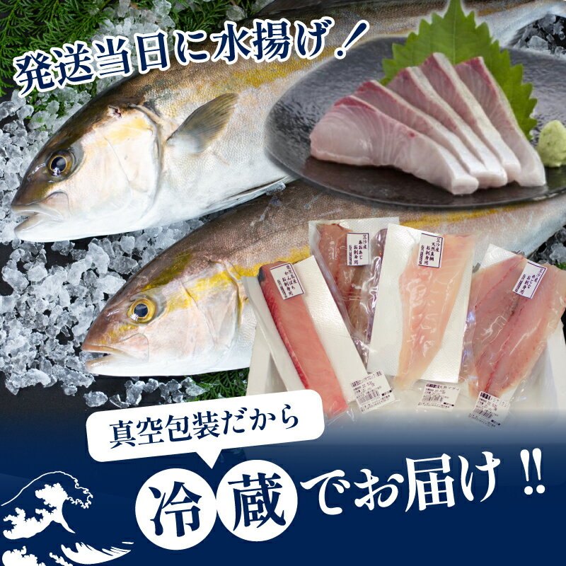 【ふるさと納税】【漁師厳選】朝獲れ お刺身 詰め合わせ（4種） 魚 おつまみ おかず 冷蔵 刺身 鮮魚 （有）ヤマチョウ 送料無料 鹿児島県産 海鮮ボックス 海鮮box 直送 セット 鮮魚ボックス 鮮魚直送詰め合わせ 【2019年度ふるさと納税寄附額鹿児島県1位！南さつま市】