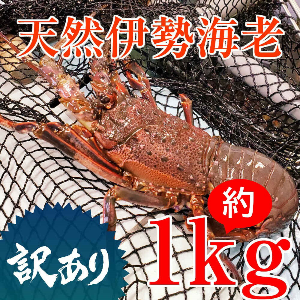 [訳あり]天然 伊勢海老 約1kg(生食用)えび 海老 イセエビ いせえび 伊勢えび 魚介 刺身 鍋 冷凍 鹿児島 南さつま市 送料無料