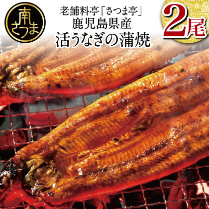 【鹿児島県産】活うなぎの蒲焼2尾 国産 鰻 ウナギ 丑の日 グルメ うな重 うな丼 蒲焼 かば焼き お取り寄せ 送料無料 鹿児島うなぎ 土用 お取り寄せグルメ ギフト 贈答【2019年度 ふるさと納税 寄附額 鹿児島県1位 南さつま市】