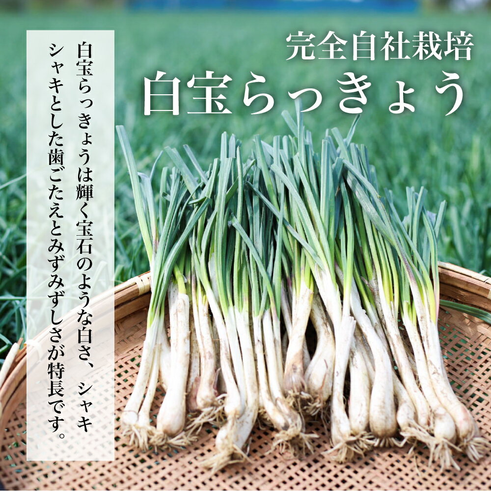 【ふるさと納税】【鹿児島県産】白宝らっきょう 14P（甘酢漬け×7P・しそ漬け7P） 惣菜 らっきょう漬 らっきょう 漬物 甘酢 鹿児島 エスランドル 南さつま市 送料無料 【2019年度 ふるさと納税 寄附額 鹿児島県1位 南さつま市】 3