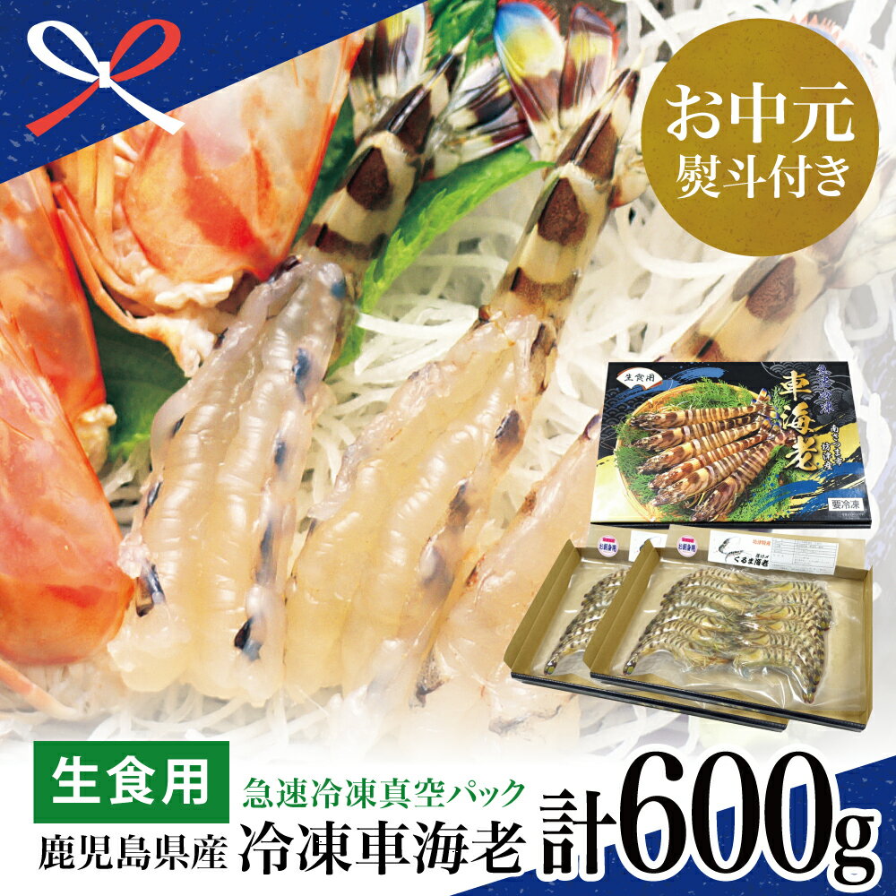楽天鹿児島県南さつま市【ふるさと納税】【お中元ギフト】【鹿児島県産】活〆 冷凍車海老 600g（生食用） 車エビ 車えび くるまえび 海老 冷凍 南さつま市 贈り物 夏ギフト 贈答用 送料無料 のし対応 お中元熨斗付き