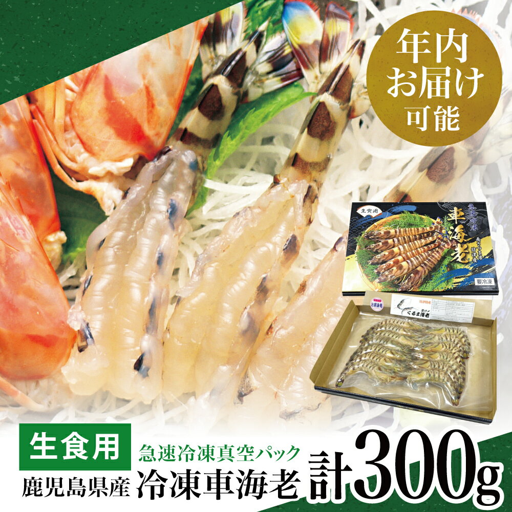 ★年内お届け★ 鹿児島県産 活〆 冷凍車海老 300g(生食用) えび クルマエビ 車えび 海鮮 海産物 刺身 寿司 天ぷら 塩焼き エビフライ 急速冷凍 冷凍 鹿児島 坊津 南さつま市 送料無料 年末配送 年内発送 指定可能