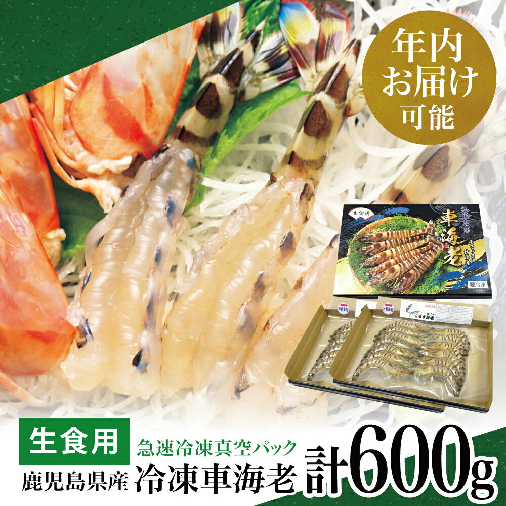 ★年内お届け★ 鹿児島県産 活〆 冷凍車海老 600g(生食用) 車エビ 車えび くるまえび 海老 えび クルマエビ 海鮮 刺身 寿司 天ぷら 塩焼き エビフライ南さつま市 送料無料 年末配送 年内発送 指定可能