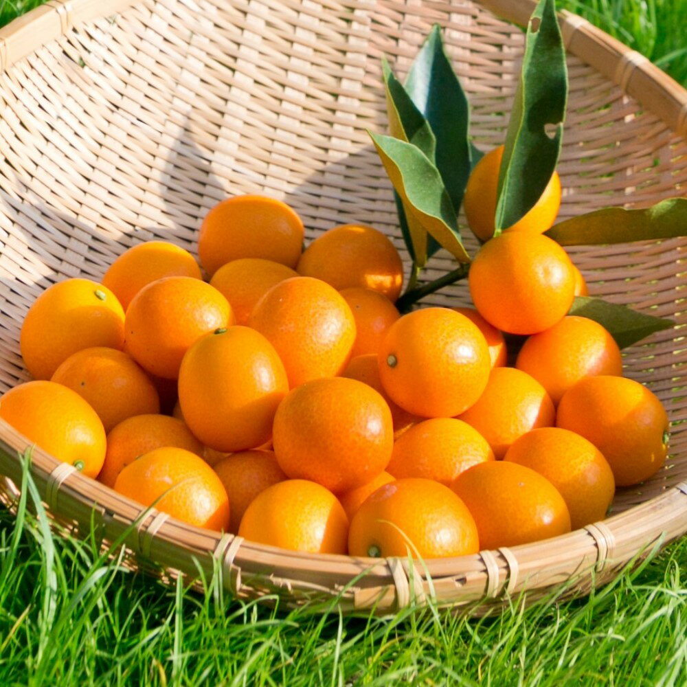 【ふるさと納税】◆先行受付◆ 2月～3月末発送【鹿児島県南さつま市産】完熟金柑 黄金丸 約1kg（3L～4L) 柑橘 きんかん 旬 フルーツ 果物 常温 南さつま市 送料無料