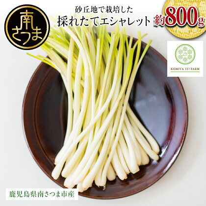 【鹿児島県南さつま市産】期間限定！砂丘地で栽培したエシャレット 約800g（約200g×4袋） 野菜 旬 らっきょう ラッキョウ サラダ 生食 パスタ 肉巻き 炒め物 ドレッシング 鹿児島県産 小宮ファーム 南さつま市 送料無料