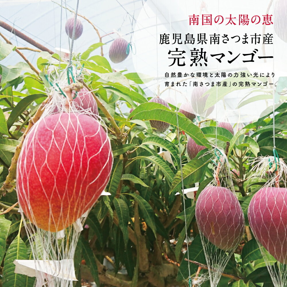 【ふるさと納税】鹿児島県産 完熟マンゴー S～Lサイズ 3玉 ＜2026年 先行受付＞ 数量・期間限定 小ぶり 小さいサイズ 小さめ 贈答品用 ギフト オリジナル白箱入り アップルマンゴー アーウィン種 果物 くだもの フルーツ 国産 鹿児島県南さつま市金峰町産 東口農園 送料無料
