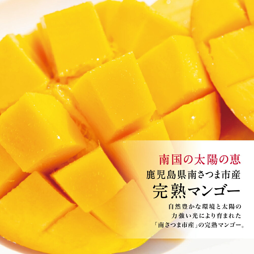 【ふるさと納税】 鹿児島県産 完熟マンゴー 5L 2玉 ＜2026年 先行受付＞数量・期間限定 特大 大きいサイズ 大きめ 贈答品用 ギフト オリジナル白箱入り アップルマンゴー アーウィン種 果物 くだもの フルーツ 国産 鹿児島県南さつま市金峰町産 東口農園 送料無料