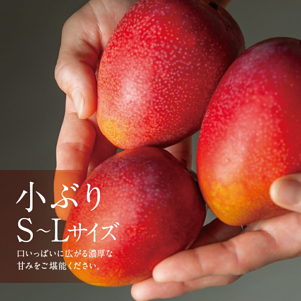 【ふるさと納税】鹿児島県産 完熟マンゴー S～Lサイズ 3玉 ＜2026年 先行受付＞ 数量・期間限定 小ぶり 小さいサイズ 小さめ 贈答品用 ギフト オリジナル白箱入り アップルマンゴー アーウィン種 果物 くだもの フルーツ 国産 鹿児島県南さつま市金峰町産 東口農園 送料無料