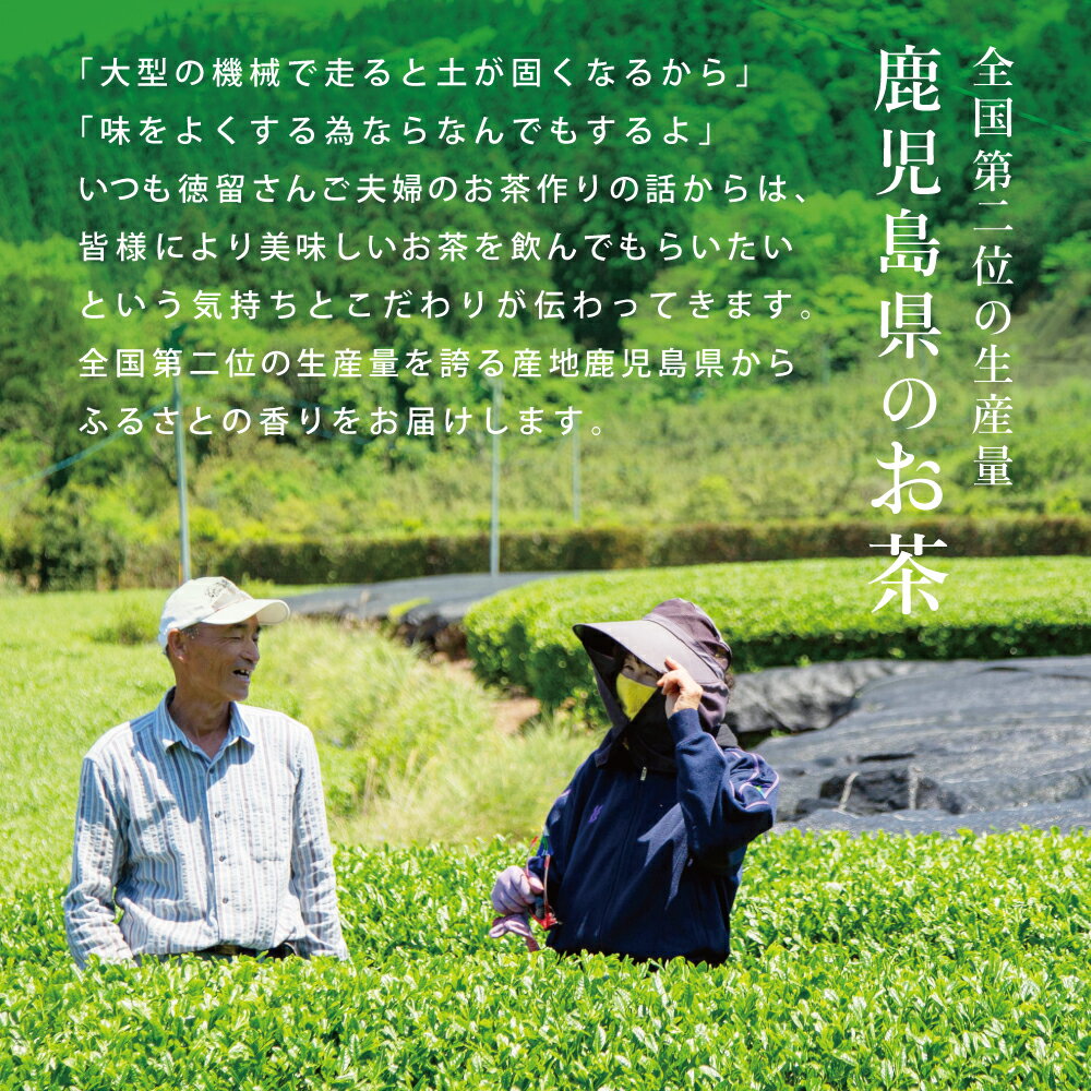 【ふるさと納税】【贈答用】鹿児島県産緑茶 大浦茶 一番茶2本セット（100g×2） ◆2024年産新茶 鹿児島県産 かごしま お茶 日本茶 緑茶 茶葉 南さつま市 徳留茶農園 送料無料 2