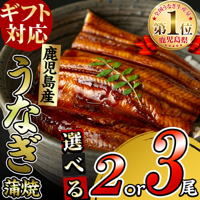 【ふるさと納税】【ギフト対応】鹿児島県大隅産くすだ屋の極上うなぎ(120g×3尾 or 190g×2尾) うなぎ 鰻 ウナギ 2尾 3尾 国産 九州産 蒲焼き かばやき 冷凍 うな重 ひつまぶし タレ 山椒 真空パック ランキング 人気【楠田養鰻】