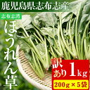 【ふるさと納税】【数量限定・訳あり】志布志湾ほうれん草(200g×5袋 合計1kg)生でも食べられるほうれん草！サラダ、おひたし、お味噌汁..