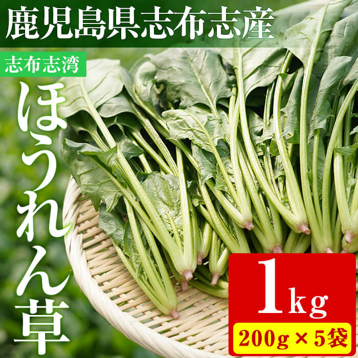 [数量限定]志布志湾ほうれん草計1kg(200g×5袋)生でも食べられるほうれん草!サラダ、おひたし、お味噌汁、スムージー、ほうれん草ジュースに![期間限定]ほうれんそう[そはら農園]p8-102