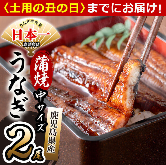 [7/7までの入金で丑の日までにお届け]鹿児島県産 伊崎田のうなぎ蒲焼 中[150g以上]× 2尾(計300g以上) 臭みが少なくふっくら旨い国産ウナギを香ばしく焼き上げ!鰻生産量日本一の鹿児島の鰻の無頭蒲焼き鰻重[伊崎田養魚場]a5-223