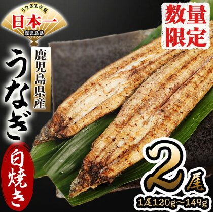 【数量限定】鹿児島県産 伊崎田のうなぎ白焼き ＜120g以上＞× 2尾(計240g以上) ! 鰻の食べ方は鰻重、うな丼、ひつまぶしだけじゃない! ふっくら旨い国産鰻の旨味をそのまま堪能!自社加工場で有頭白焼にしました!お好みの薬味で!【伊崎田養魚場】a4-022