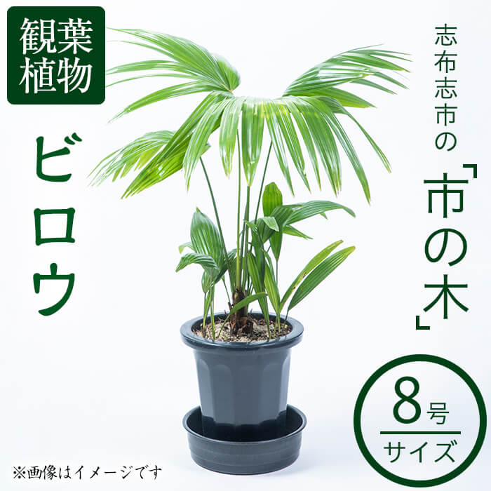 【ふるさと納税】【数量限定】観葉植物 ビロウ 8号サイズ!ヤシ科の常緑樹で南国のイメージには欠かせ...