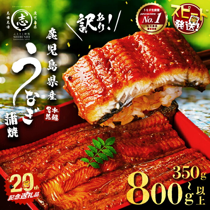 【10営業日以内に発送】うなぎ生産量日本一だからできる企画！平成の名水百選に選ばれた水で育った国産ウナギ！無頭真空パックでお届け♪ ふるさと納税 鹿児島県 志布志市 特産品【ふるさと納税】【訳あり】【内容量が選べる！】復活！不揃いのうなぎ達 鹿児島県産 うなぎ蒲焼き＜計350～800g以上＞ うなぎ 鰻 ウナギ 不揃い ふぞろい 訳アリ 国産 九州産 蒲焼 かばやき 人気 うな重・ひつまぶし【志布志市制20周年記念】【鹿児島鰻】